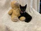Adopt Frankie a All Black Domestic Shorthair (short coat) cat in Metairie