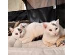 Adopt Sweet Caroline & Georgy Girl a White (Mostly) American Shorthair (long