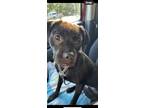 Adopt OLIVE a Black - with White Terrier (Unknown Type, Medium) / Terrier