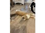 Adopt Lucky a Orange or Red Tabby Domestic Shorthair / Mixed (short coat) cat in