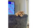 Adopt Pi a Orange or Red Tabby Domestic Shorthair / Mixed (short coat) cat in