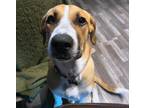 Adopt Honey (Grt Pyr Puppy) a Brown/Chocolate - with White Great Pyrenees / Pit