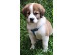 Adopt Gigi (Great Pyr Puppy) a Great Pyrenees / Pit Bull Terrier dog in Dallas