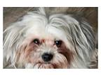 Adopt Rainey a Tan/Yellow/Fawn - with White Lhasa Apso dog in Dallas