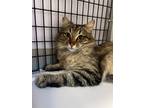 Adopt Cookie a Brown or Chocolate (Mostly) Domestic Mediumhair / Mixed cat in