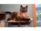 Adopt Mr. Samson a Domestic Shorthair cat in Vancouver, WA (41568414)