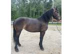 Friesian hackney mare