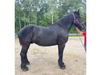 Gentle Percheron gelding