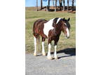 (Echo)Wow, what a sweet, good looking well built draft cross gelding we have