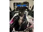 Adopt Bella (24-017) a Black Great Dane / Mixed dog in Inver Grove Heights