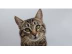Adopt Mariah a Brown or Chocolate Domestic Shorthair / Mixed cat in Muskegon