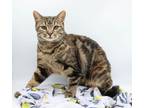 Adopt Rico (Chips Ahoy) a Brown or Chocolate (Mostly) Domestic Shorthair / Mixed