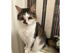 Adopt Elle - ET a Domestic Longhair / Mixed (long coat) cat in Lyman