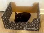 Adopt CHARLOTTE-ready in July a Spotted Tabby/Leopard Spotted Domestic Shorthair