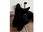 Adopt WINSTON-ready in July a Spotted Tabby/Leopard Spotted Domestic Shorthair /