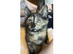 Adopt Rachel tortie - ready in July a Spotted Tabby/Leopard Spotted Domestic