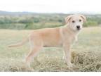 Adopt Holly a Tan/Yellow/Fawn German Shepherd Dog dog in Sedalia, CO (41567833)