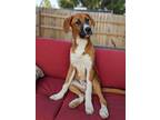 Adopt Riley a Tan/Yellow/Fawn Mountain Cur dog in New Albany, OH (41568341)