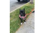 Adopt Athena a Black - with White Pit Bull Terrier dog in los angeles