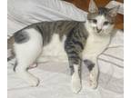 Adopt Biscuit a Spotted Tabby/Leopard Spotted Domestic Shorthair (short coat)