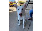 Adopt Meru a White Husky / Shepherd (Unknown Type) dog in Rathdrum