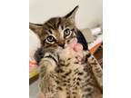Adopt Colin a Brown Tabby Domestic Shorthair (short coat) cat in Tampa