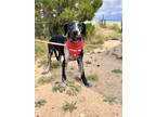Adopt Blackberry a Great Dane / Mixed dog in Dallas, TX (41568284)