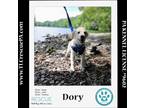 Adopt Dory (Dust Bunnies) 051824 a Tan/Yellow/Fawn - with White Great Pyrenees /