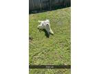 Adopt Onyx a White Schnauzer (Standard) / Poodle (Miniature) dog in oklahoma