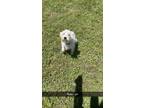 Adopt Rosa a White Schnauzer (Standard) / Poodle (Standard) dog in oklahoma
