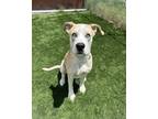 Adopt Drew a Tan/Yellow/Fawn - with White Labrador Retriever / Great Dane dog in