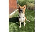 Adopt TBone a Red/Golden/Orange/Chestnut - with White Blue Heeler dog in