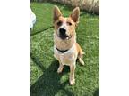 Adopt Dutch a Red/Golden/Orange/Chestnut - with White Blue Heeler dog in