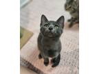 Adopt Pan a Gray, Blue or Silver Tabby Domestic Shorthair / Mixed (short coat)