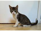 Adopt Simon a Gray, Blue or Silver Tabby Domestic Shorthair / Mixed (short coat)