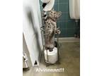 Adopt Alvin a Gray, Blue or Silver Tabby Domestic Shorthair / Mixed (short coat)