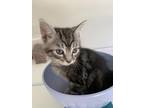Adopt Floyd a Gray, Blue or Silver Tabby Domestic Shorthair / Mixed (short coat)
