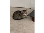 Adopt DJ Catnip a Gray, Blue or Silver Tabby Domestic Shorthair / Mixed (short