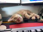 Adopt Pandy Paws a Orange or Red Tabby Domestic Shorthair / Mixed (short coat)