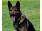 Adopt Rin a Black - with Tan, Yellow or Fawn German Shepherd Dog / Mixed dog in