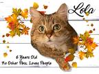 Adopt LOLA a Brown Tabby Domestic Shorthair / Mixed (short coat) cat in