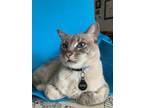 Adopt Gino (CL) a Siamese