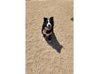 Adopt Booker a Black - with White Border Collie / Mixed dog in Maquoketa