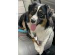 Adopt 0609 Mariska a Black - with White Australian Shepherd / Mixed dog in