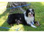 Adopt 0592 Ozzie a Black - with White Australian Shepherd / Mixed dog in