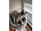Adopt rexie a White Balinese / Mixed (long coat) cat in Westport, MA (41568173)