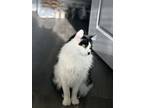 Adopt Picasso a Black & White or Tuxedo Domestic Mediumhair / Mixed (long coat)