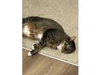 Adopt Grizzy a Brown or Chocolate Tabby / Mixed (medium coat) cat in Little