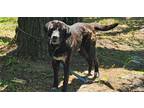 Adopt Ronan a Black Labrador Retriever / Mixed Breed (Medium) dog in Ridgeland