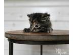 Adopt Phoebe a Domestic Shorthair (short coat) cat in Mead, WA (41568114)